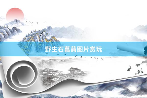 野生石菖蒲图片赏玩